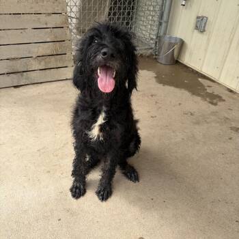 Jock -  Labradoodle Dog for Adoption in Pomeroy, Ohio - Jock | PetCurious