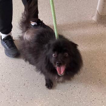 Pomeranian Dogs Available for Adoption - Igor | PetCurious