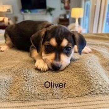 Oliver -  Hound and Chihuahua Dog for Adoption in Lexington, Kentucky - Oliver | PetCurious