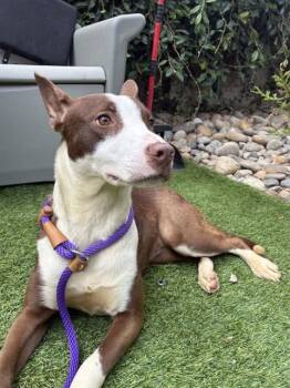 SHIRLEY -  Border Collie and Pit Bull Terrier Dog for Adoption in San Jose, California - SHIRLEY | PetCurious