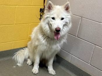 WINTER -  Siberian Husky Dog for Adoption in Colorado Springs, Colorado - WINTER | PetCurious