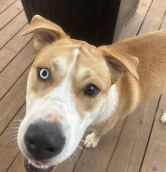 Siberian Husky and Labrador Retriever Dogs Available for Adoption in Barnesville, Georgia - Dodge  | PetCurious