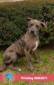 Presley -  Catahoula Leopard Dog Dog for Adoption in Mobile, Alabama - Presley | PetCurious