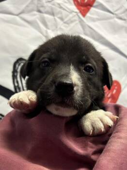 Labrador Retriever and Mixed Breed Dogs Available for Adoption - Aretha | PetCurious