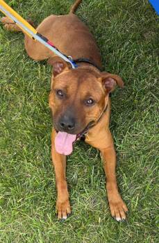 CeCe -  Pit Bull Terrier Dog for Adoption in Blue Island, Illinois - CeCe | PetCurious