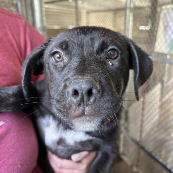 Rescue Mixed Breed Dogs for Adoption in Parker, Arizona - Chewy | PetCurious