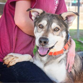 Mixed Breed Dogs Available for Adoption in Chattanooga, Tennessee - Lobo | PetCurious