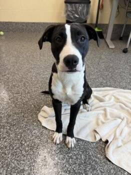Ivory -  Pit Bull Terrier and Mixed Breed Dog for Adoption in Westland, Michigan - Ivory | PetCurious