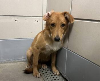 YUCA -  German Shepherd Dog and Mixed Breed Dog for Adoption in Houston, Texas - YUCA | PetCurious