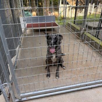 Abstract -  Australian Shepherd and Mixed Breed Dog for Adoption in Columbus, North Carolina - Abstract | PetCurious