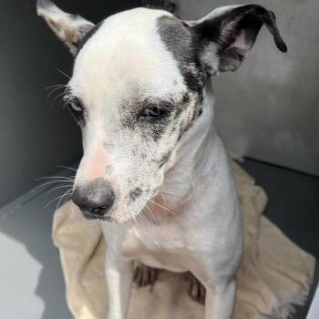LOUIE -  Mixed Breed Dog for Adoption in Greensboro, North Carolina - LOUIE | PetCurious