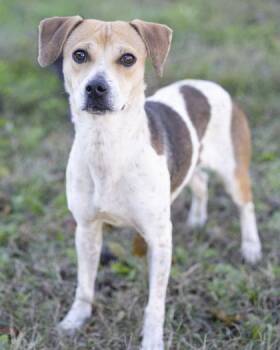 Rescue Mixed Breed Dogs for Adoption in Bedford, Indiana - Bea | PetCurious