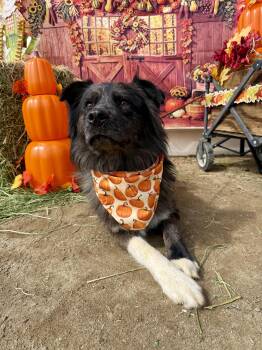 Finn -  Australian Shepherd Dog for Adoption in Leona Valley, California - Finn | PetCurious