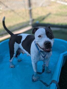 Rescue Pit Bull Terrier Dogs for Adoption in Eagle, Idaho - Bonita **Courtesy Post. Out Of Town Pet. See Below For Details** | PetCurious