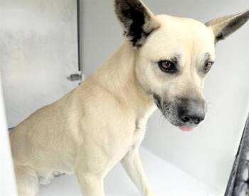 Black Mouth Cur and Mixed Breed Dogs Available for Adoption in Houston, Texas - A654674 | PetCurious