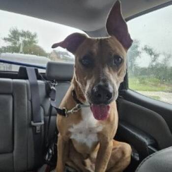 Rescue Mixed Breed Dogs for Adoption in Lake Jackson, Texas - Brody | PetCurious