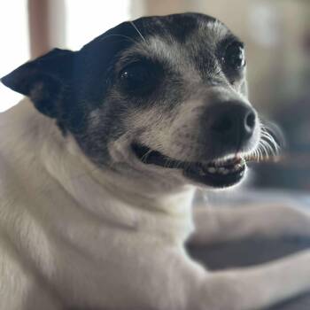 Rescue Chihuahua Dogs for Adoption in Snyder, Texas - Tiny | PetCurious