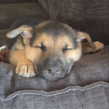 Christina -  Mixed Breed Dog for Adoption in Buffalo, Minnesota - Christina | PetCurious