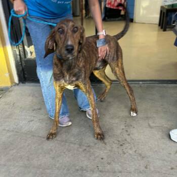 Spud - Chino Hills Location -  Hound Dog for Adoption in Chino Hills, California - Spud - Chino Hills Location | PetCurious