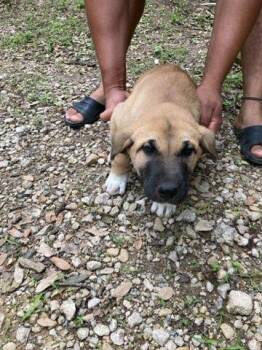 Mixed Breed Dogs Available for Adoption in Dallas, Texas - OAKLEY | PetCurious