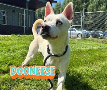 Dooneese -  Husky Dog for Adoption in Nevada, Iowa - Dooneese | PetCurious