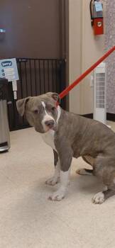 Pit Bull Terrier Dogs Available for Adoption - MAE-MAE | PetCurious