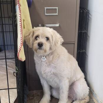 Daisy -  Mixed Breed and Cocker Spaniel Dog for Adoption in Tombstone, Arizona - Daisy | PetCurious
