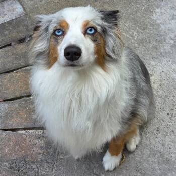 Hendrix -  Australian Shepherd Dog for Adoption in Las Vegas, Nevada - Hendrix | PetCurious