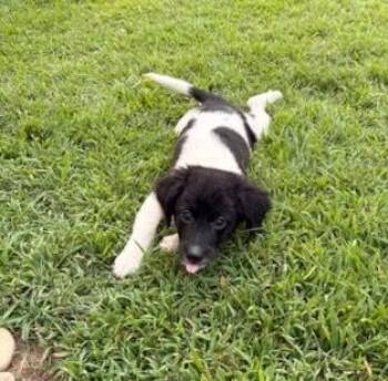 Maria -  Australian Shepherd Dog for Adoption in Kimberlin Heights, Tennessee - Maria | PetCurious