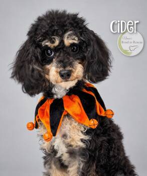 Cider -  Poodle Dog for Adoption in Benton, Louisiana - Cider | PetCurious