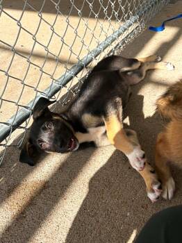 Bubbles -  Labrador Retriever Dog for Adoption in Cleburne, Texas - Bubbles | PetCurious