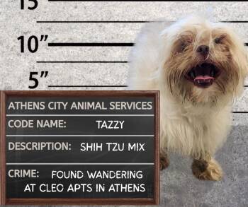 TAZZY - STRAY HOLD UNTIL 8/26/26 -  Shih Tzu and Maltese Dog for Adoption in Athens, Alabama - TAZZY - STRAY HOLD UNTIL 8/26/26 | PetCurious