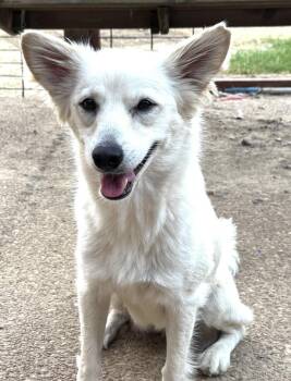 Vickie -  Shetland Sheepdog Sheltie and Shepherd Dog for Adoption in Horn Lake, Mississippi - Vickie | PetCurious