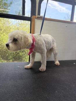 Maltese and Havanese Dogs Available for Adoption in Pacifica, California - Froyo | PetCurious