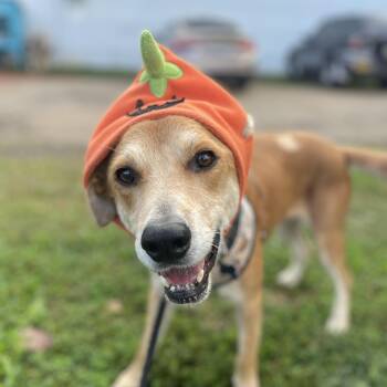 Rescue Labrador Retriever Dogs for Adoption in Columbia, South Carolina - Keith | PetCurious