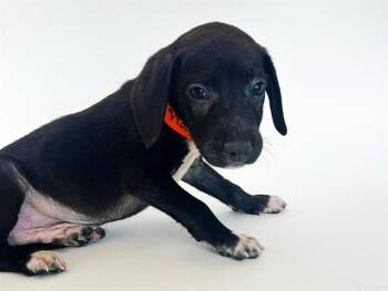 Terrier Dogs Available for Adoption - MOON | PetCurious