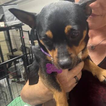 Friday -  Rat Terrier Dog for Adoption in Park Row, Texas - Friday | PetCurious