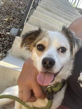Victor -  Chihuahua Dog for Adoption in Sonora, California - Victor | PetCurious