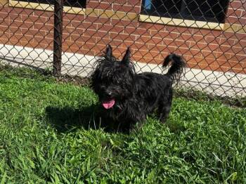 DOUG -  Yorkshire Terrier Dog for Adoption in Grovetown, Georgia - DOUG | PetCurious