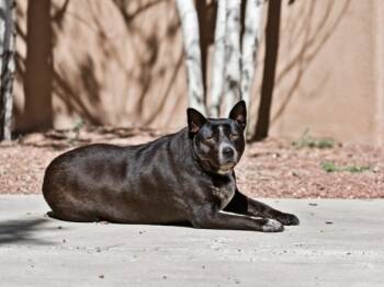 Rescue Mixed Breed Dogs for Adoption in Santa Fe, New Mexico - MEADOW | PetCurious
