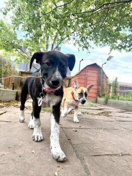 Sky -  Shepherd and Cattle Dog Dog for Adoption in Denver, Colorado - Sky | PetCurious