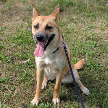 Nicki -  Shepherd Dog for Adoption in Syracuse, New York - Nicki | PetCurious