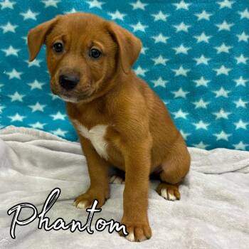 Phantom -  Retriever and Mixed Breed Dog for Adoption in Hillsboro, Ohio - Phantom | PetCurious