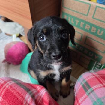 Dorothy -  Poodle Dog for Adoption in Elmwood Park, Wisconsin - Dorothy | PetCurious