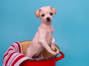Norfolk Terrier and Chihuahua Dogs Available for Adoption in Palo Alto, California - Seafood: Shrimp | PetCurious