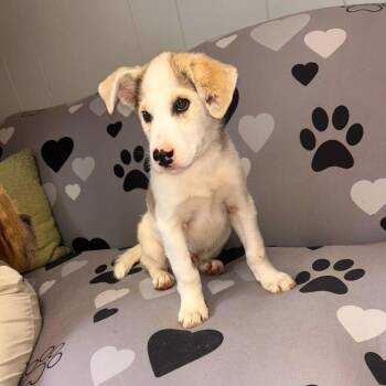Sutton -  Great Pyrenees and Mixed Breed Dog for Adoption in Rochester, Minnesota - Sutton | PetCurious
