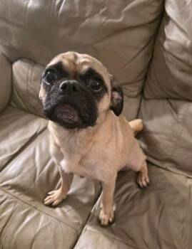 Pug Dogs Available for Adoption in Manvel, Texas - Paisley | PetCurious