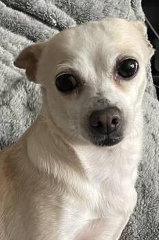 Luna -  Chihuahua Dog for Adoption in Silvana, Washington - Luna | PetCurious