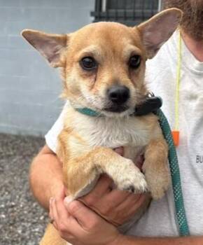 George -  Chihuahua Dog for Adoption in Lambertville, New Jersey - George | PetCurious