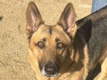 Nieves -  Mixed Breed Dog for Adoption in Georgetown, Texas - Nieves | PetCurious